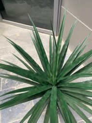 Emerald Spike Plant - Image 3