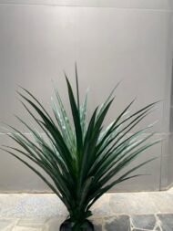 Emerald Spike Plant - Image 2
