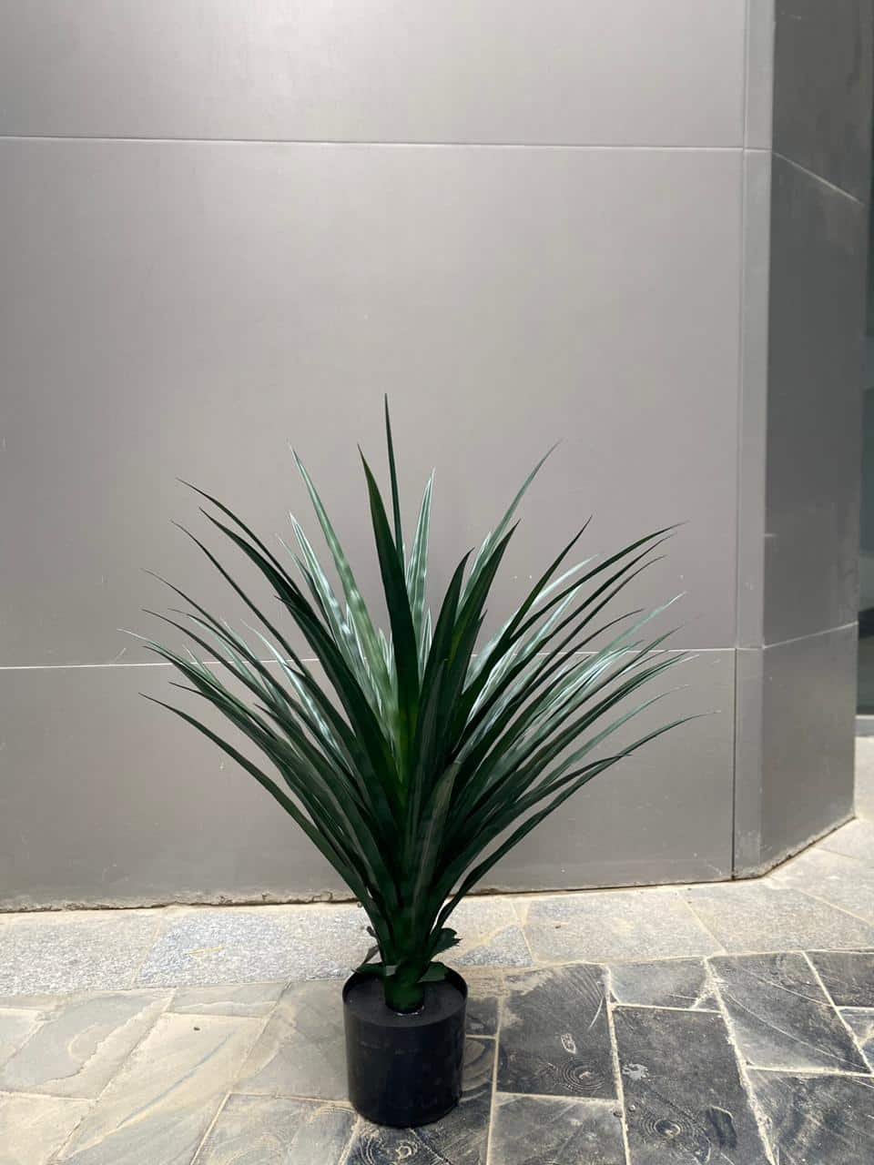 WhatsApp Image 2026-02-15 at 4.06.40 PM Emerald Spike Plant - Image 1