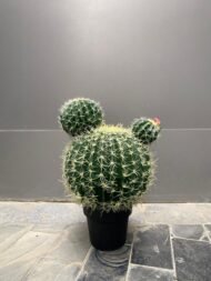 Cactus - Image 3