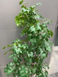 Binjamina Tree - Image 4