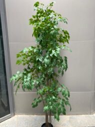 Binjamina Tree - Image 2