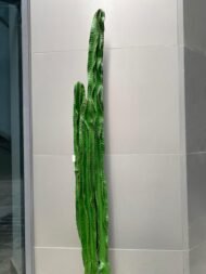 Cactus - Image 2