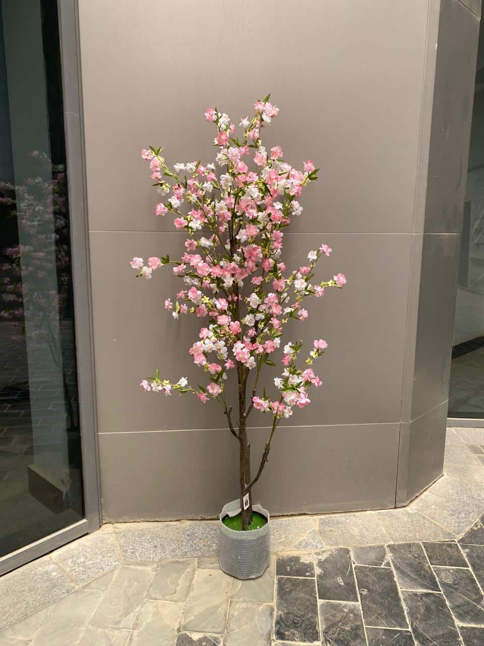 WhatsApp Image 2026-02-15 at 4.07.18 PM Sakura Blossom - Image 1