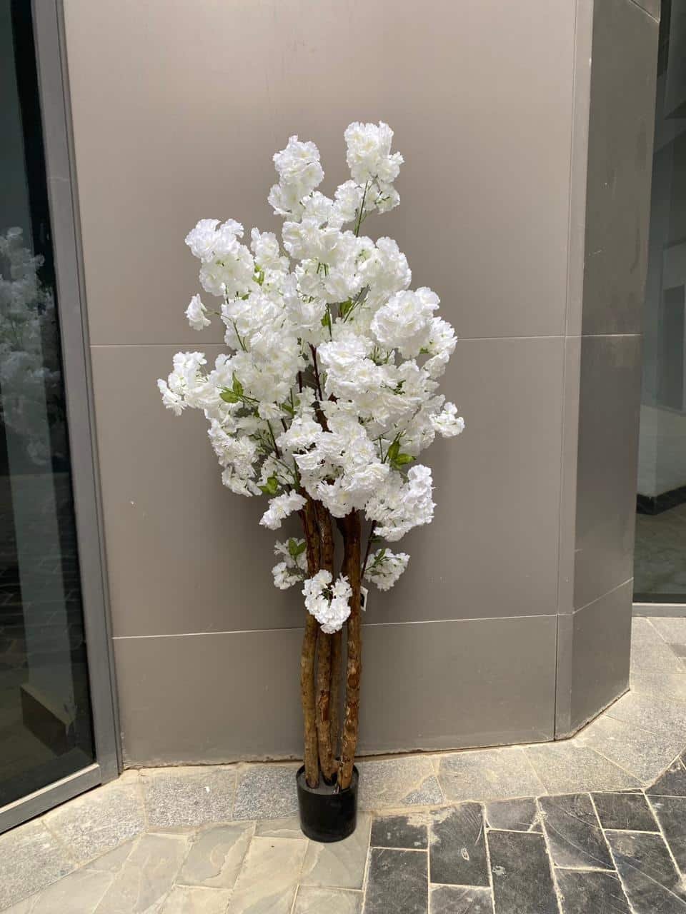 WhatsApp Image 2026-02-15 at 4.09.14 PM White cherry - Image 1