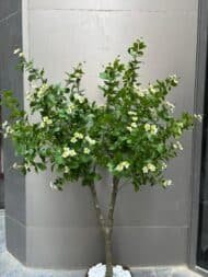 Blossom Tree - Image 2