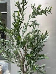 Olive tree - Image 3