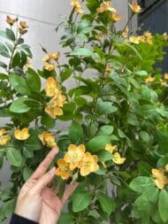 Yellow Blossom Tree - Image 3