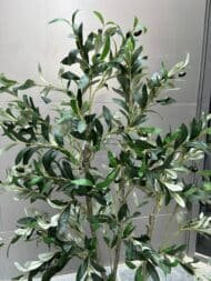 Olive tree - Image 3