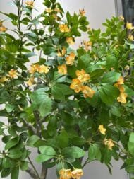 Yellow Blossom Tree - Image 4