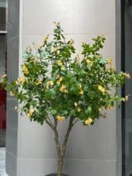 Yellow Blossom Tree - Image 2