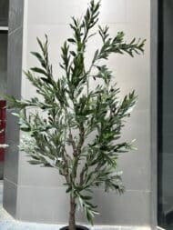 Olive tree - Image 2