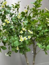 Blossom Tree - Image 4