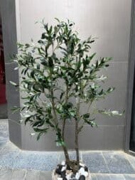Olive tree - Image 2