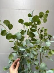 Eucalyptus Tree - Image 3