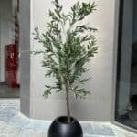 Olive tree