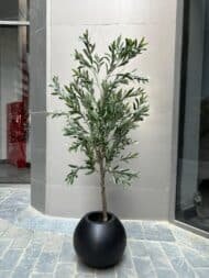 Olive tree