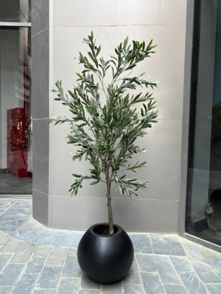 Olive tree
