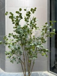 Eucalyptus Tree - Image 2