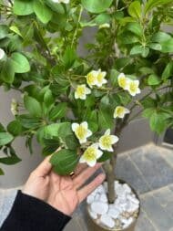 Blossom Tree - Image 3