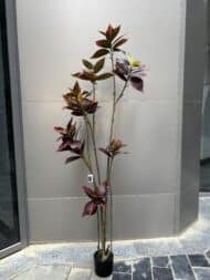 Croton - Image 3