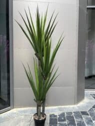 Yucca plant - Image 2