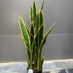 Snake plant