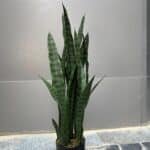 Snake plant