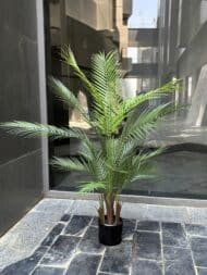 Areca tree - Image 2