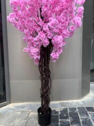 Cherry Blossom - Image 2