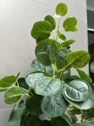 Fabian Aralia - Image 3