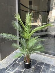 Areca tree - Image 3