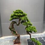 Bonsai
