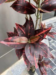 Croton - Image 4