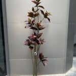 Croton