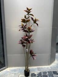 Croton