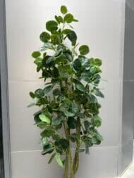 Fabian Aralia - Image 2