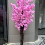 Cherry Blossom