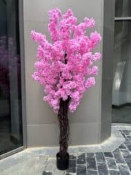 Cherry Blossom