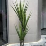 Yucca plant