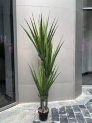 Yucca plant