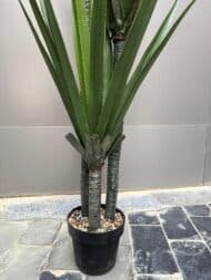 Yucca plant - Image 4