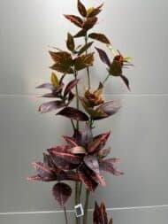Croton - Image 2