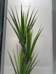 Yucca plant - Image 3