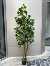Fabian Aralia