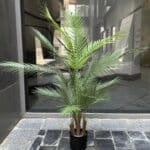 Areca tree