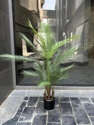 Areca tree