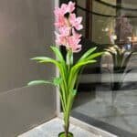 Cymbidium Orchid Plant
