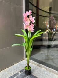 Cymbidium Orchid Plant