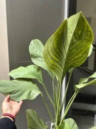 Green Vein Plant - Image 4